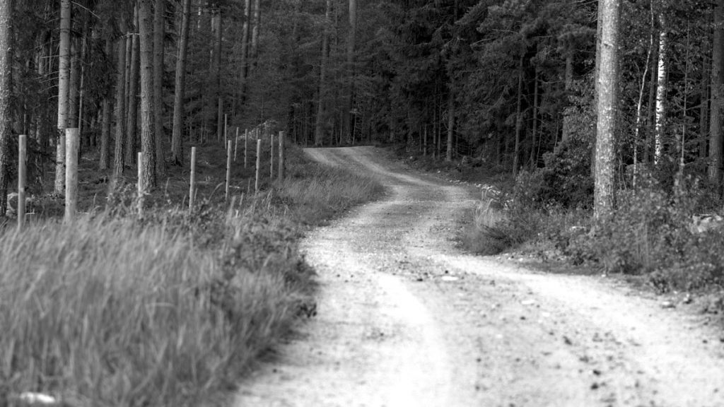 a dirt road in the middle of a forest